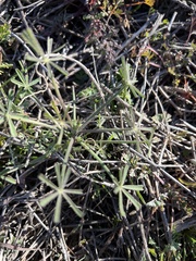 Lupinus truncatus