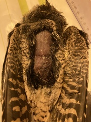 Caprimulgus europaeus meridionalis