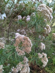 Campovassouria cruciata