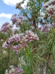 Campovassouria cruciata