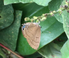 Rapala pheretima sequeira