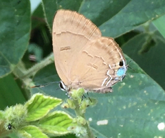 Rapala pheretima sequeira