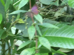 Rapala pheretima sequeira