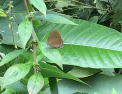 Rapala pheretima sequeira