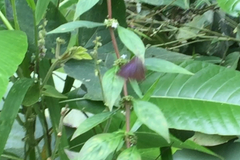 Rapala pheretima sequeira