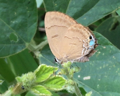 Rapala pheretima sequeira