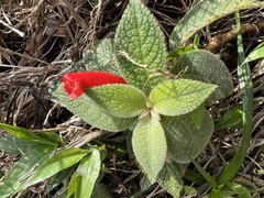 Gesnerieae