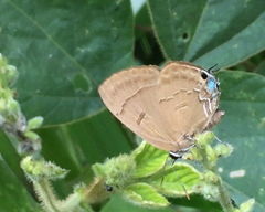 Rapala pheretima sequeira