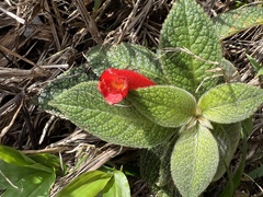 Gesnerieae