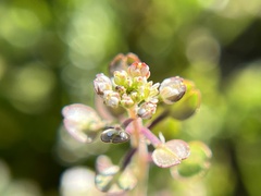 Lepidium nitidum