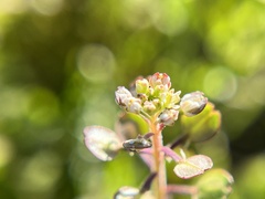 Lepidium nitidum