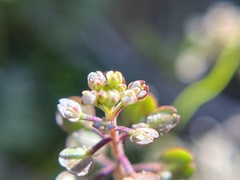 Lepidium nitidum