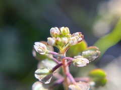 Lepidium nitidum