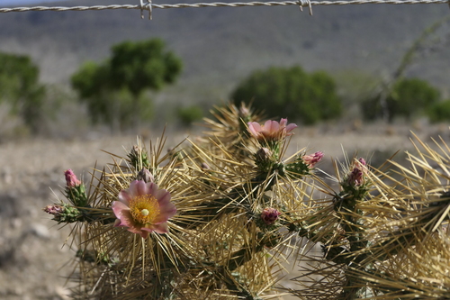 Cylindropuntia hystrix, photograph 3