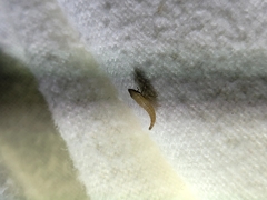 Euacanthella