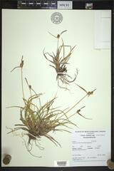 Carex lepidocarpa
