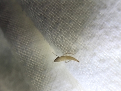 Euacanthella
