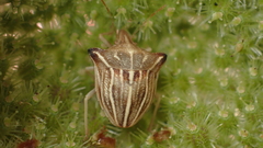 Ancyrosoma leucogrammes