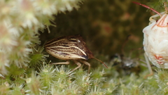 Ancyrosoma leucogrammes