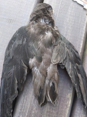 Chaetura meridionalis