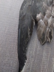 Chaetura meridionalis