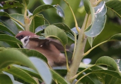 Passer montanus saturatus