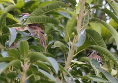 Passer montanus saturatus