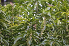 Passer montanus saturatus