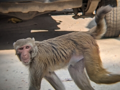 Macaca mulatta