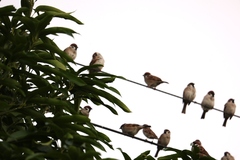 Passer montanus saturatus