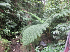 Cyathea arborea