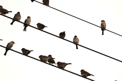 Passer montanus saturatus