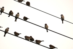 Passer montanus saturatus