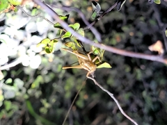 Conocephalus bilineatus