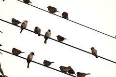 Passer montanus saturatus