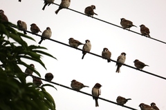 Passer montanus saturatus