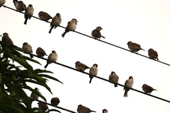 Passer montanus saturatus