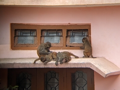 Macaca mulatta
