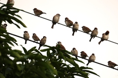 Passer montanus saturatus