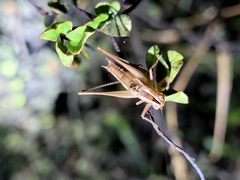 Conocephalus bilineatus