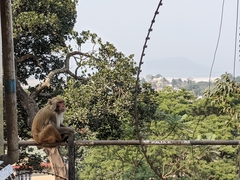 Macaca mulatta