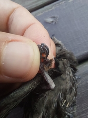 Chaetura meridionalis