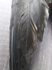 Chaetura meridionalis