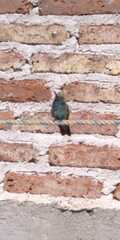 Cynanthus latirostris