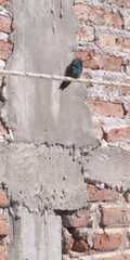 Cynanthus latirostris