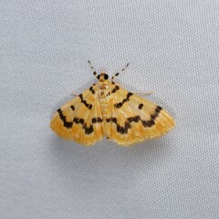 Dichocrocis clytusalis
