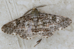 Cleora sabulata