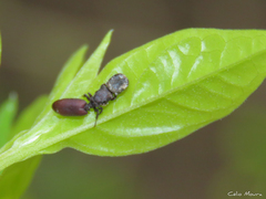 Cephalotes pallens