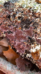 Chondrostereum purpureum