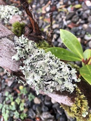 Hypotrachyna sinuosa